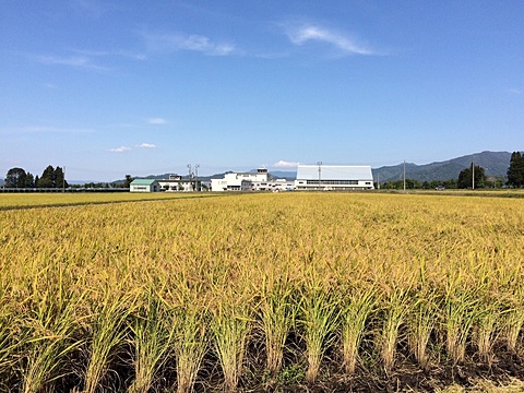 田んぼ